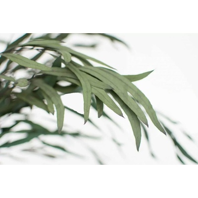 Eucalyptus zelený stabilizovaný