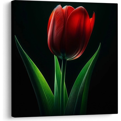 Obraz kvet tulipánu v noci