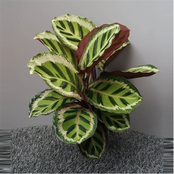 bromelien im terrarium befestigen Bromelie in der Flasche kaufen main image 1