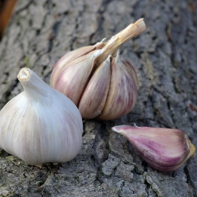 Sadbový česnek Rusinka Allium sativum paličák 1 balení
