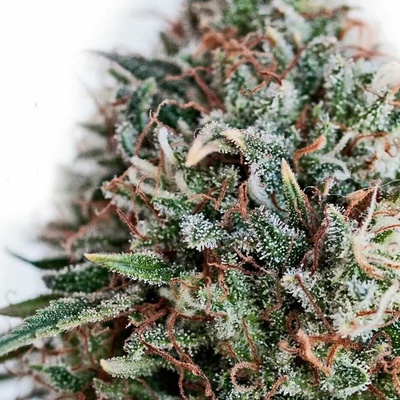 Positronics CBD+ Critical #47 semena neobsahují THC 3 ks