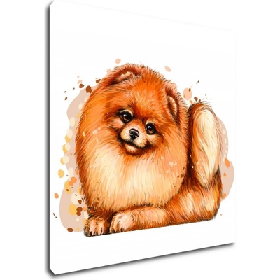 Impresi Obraz Pejsek Pomeranian - 30 x 30 cm