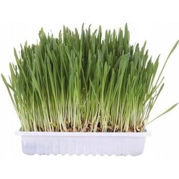 Trixie Tráva pro kočku v misce 100 g