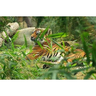 Fotografujeme zvířata v ZOO - Doručení e-mailem zdarma a hned