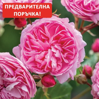 David Austin® Роза Penelope Lively - David Austin®