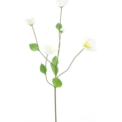 Odule - Melastoma krémová V76 cm