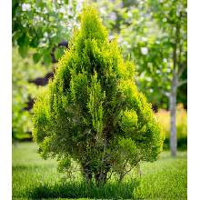 thuja plicata - Heureka.cz