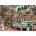 Magnolia - Puzzle Bar - 1 000 piese