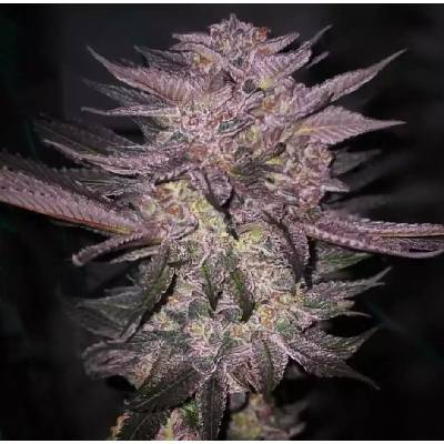 Ethos Genetics Atomic Fuego R1 semienka neobsahujú THC 5 ks