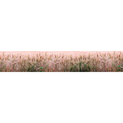 Dimex KI350-136 Fototapeta za linku Field rozměry 350 x 60 cm