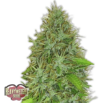 Heavyweight Seeds 2 Fast & 2 Vast AUTO semena neobsahují THC 10 ks