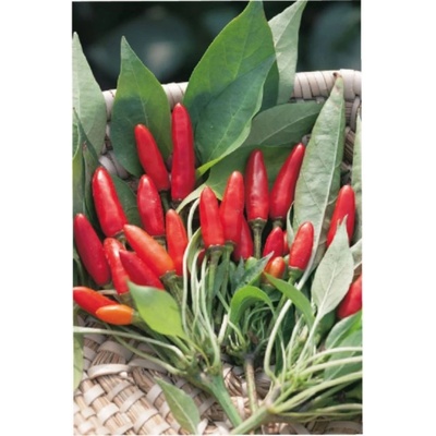 Paprika chilli Saltillo