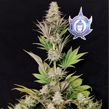 Buddha Seeds Morpheus semena neobsahuji THC 50 ks