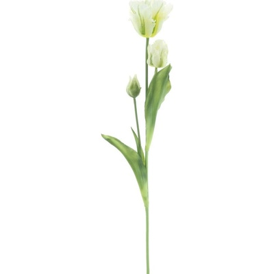 Tulipán papouškovitý Sally krémový 71 cm