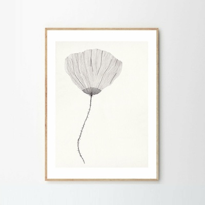 Moikka Plagát Poppy by Ana Frois 40x50 cm
