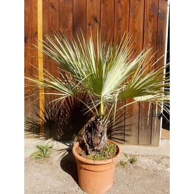 Brahea armata – kmeň 30cm, celková výška 100+cm