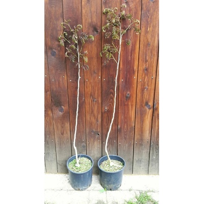 Albízia čokoládová (Albizia julibrissin ´Summer Chocolate´) veľkosť 110-140cm