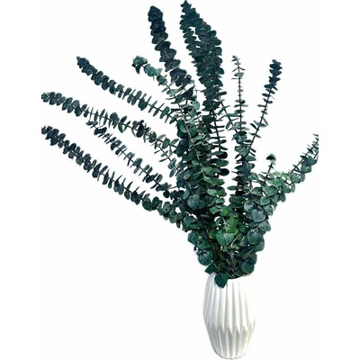 Stabilizovaný eukalyptus BABY, svazek zelených větviček 70g