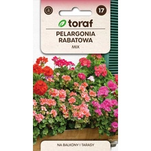 RABATOVÁ PELARGONIA - MIX farieb - Pelargonium zonale - 25 semien - Toraf