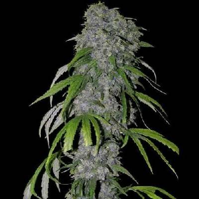 Spliff Seeds Neville’s Haze Auto semena neobsahují THC 5 ks