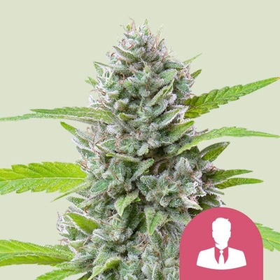 Royal Queen Seeds El Patron semienka neobsahujú THC 100 ks