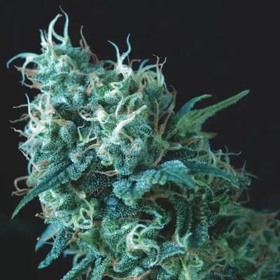 Pyramid Seeds Gorila regular semienka neobsahujú THC 7 ks