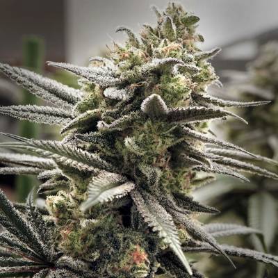 Elev8 Seeds Thundersnow semena neobsahují THC 3 ks