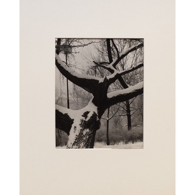 Jan Lauschmann - Strom v zimě