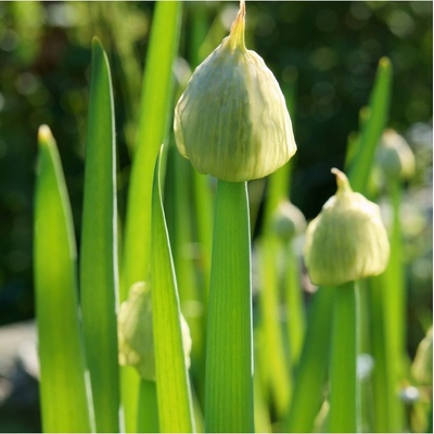 Cibule sečka Welsh - Allium fistulosum L. - semena cibule - 400 ks