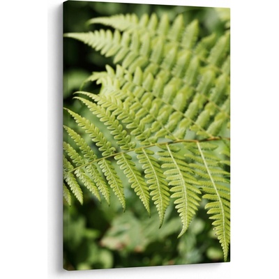 Obraz - Kapradinový list, jednodílný 60x90 cm – Hledejceny.cz
