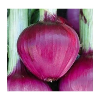 Семена на сладък Червен Лук - Tropea Rossa Tonda - 5 гр (305616)