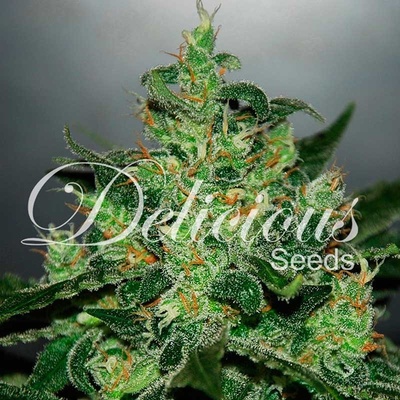 Delicious Seeds Critical Jack Herer AUTO semena neobsahují THC 1 ks