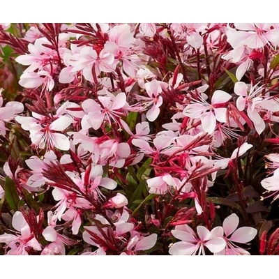 Gaura lindh. 'Butterfly® Rose' Velikost hrnku: 2l terac – Hledejceny.cz