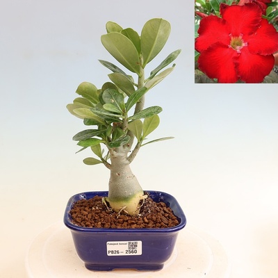e-bonsai Pokojová bonsai - Adenium obesum Red Star - Pouštní růže
