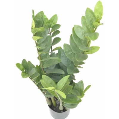 Zamiokulkas, 70cm