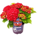 Forever & Ever® Macrophylla Red Forever & Ever® Red