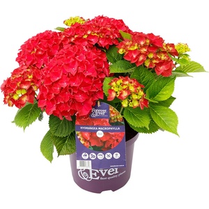 Forever & Ever® Macrophylla Red Forever & Ever® Red