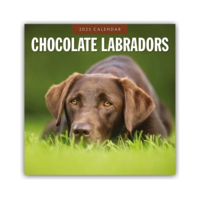 Chocolate Labrador Retrievers Schokoladenbraune Labrador Retriever 16-Monats 2025