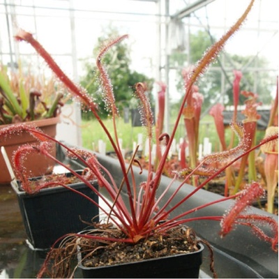 Rosnatka Red plant - Drosera capensis - semena rosnatky - 15 ks