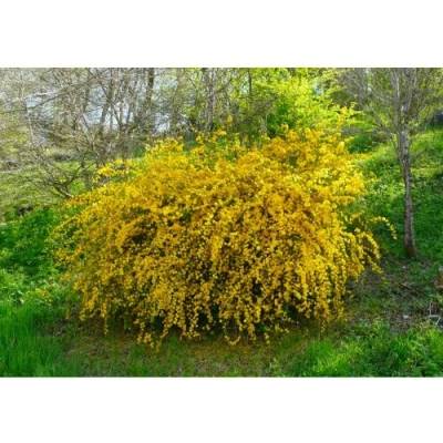 Kéria japonská (Kerria japonica) ´PLENIFLORA´ - výška 15-25 cm, kont. C2L