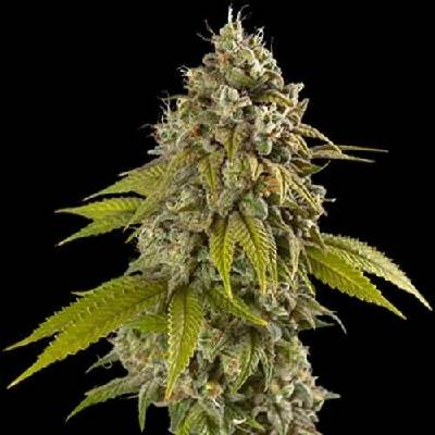 Spliff Seeds Gelato Auto semena neobsahují THC 5 ks