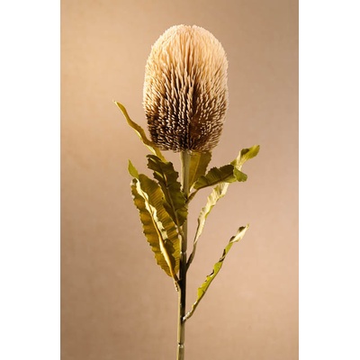 Paramit DRY BANKSIA Aranžovací květina krémová 65 cm