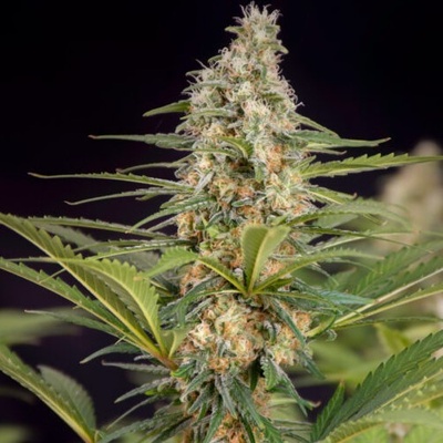 Doctor's Choice Cali Crasher semena neobsahují THC 3 ks