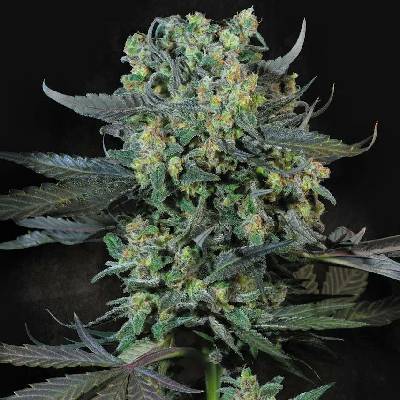 Paradise Seeds Momo semena neobsahují THC 3 ks