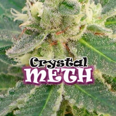 Dr. Underground Crystal M.E.T.H. semena neobsahují THC 4 ks