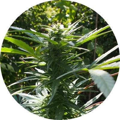 Top Tao Seeds Dr. Tao Sativa regular semienka neobsahujú THC 5 ks