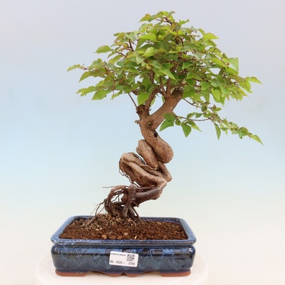 e-bonsai Venkovní bonsai -Carpinus coreana - Habr korejský