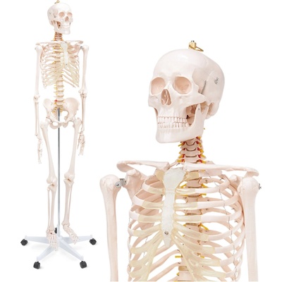 Anatomický model ľudskej kostry 180 cm 4FIZJO