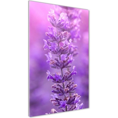 Vertikálny foto obraz sklenený Pole levanduľe 50x100 cm