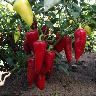 Paprika Sakura - Capsicum Annuum - semena - 30 Ks – Zbozi.Blesk.cz